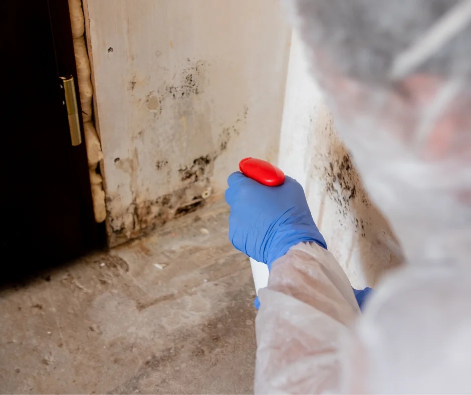 Expert Mold Remediation Service